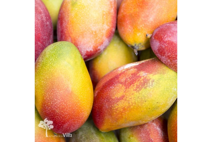 PRODUCTOS: Mango Osteen
