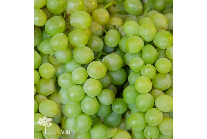 Uvas Doña María